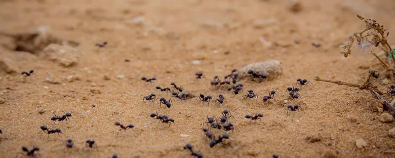 蚂蚁-6.jpg