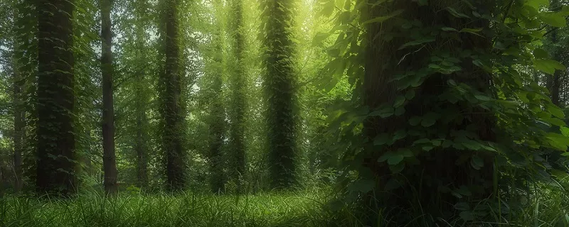 森林 (4).jpg