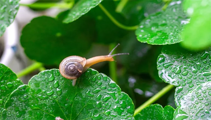 摄图网_501589427_banner_下雨天蜗牛（企业商用）(1).jpg