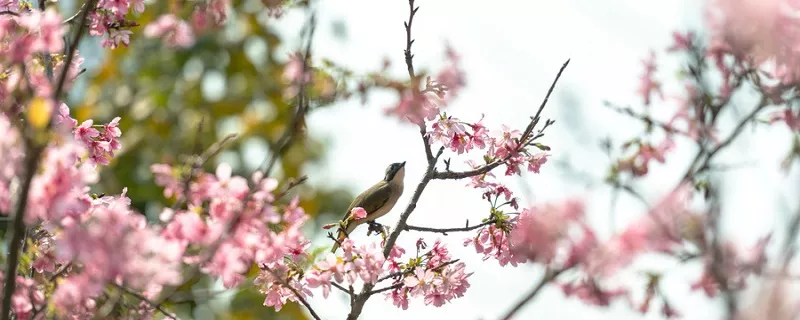 花、鸟 (4).jpg