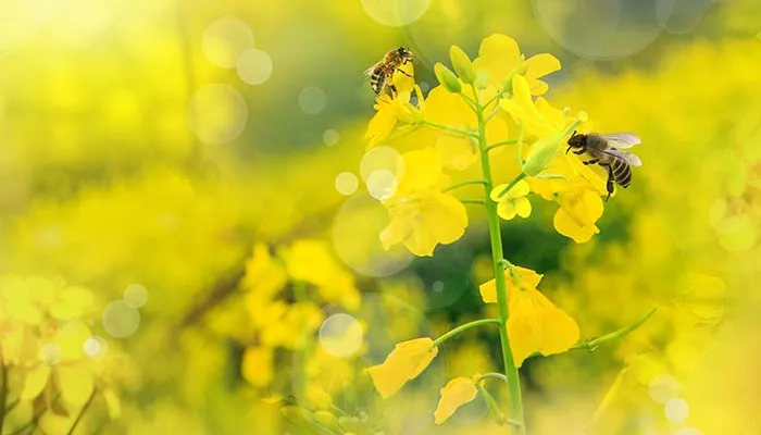 蜜蜂6.jpg