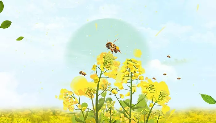 蜜蜂3.jpg