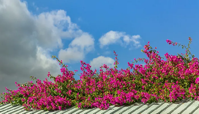 摄图网_500832093_banner_屋顶上的春天的花卉（企业商用2）_副本.jpg