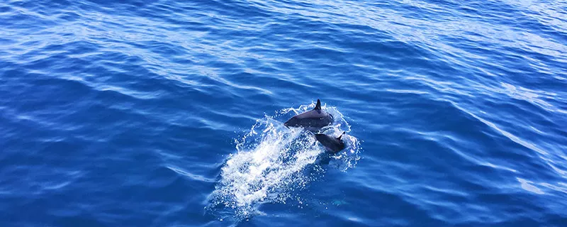 海豚2.jpg