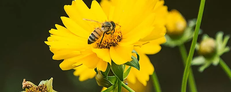 蜜蜂23.jpg
