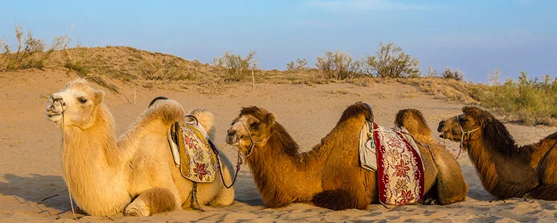 骆驼-9.jpg