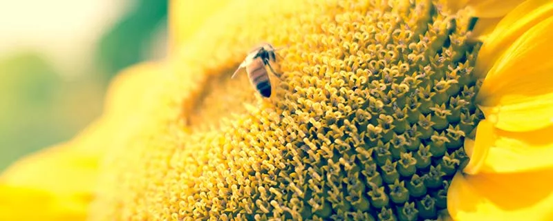 蜜蜂25.jpg