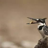 画眉鸟换毛期间可以洗澡吗