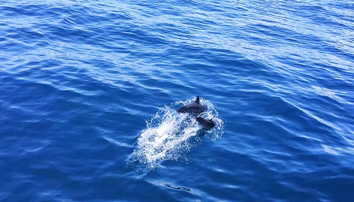海豚-5.jpg
