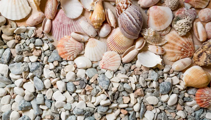 摄图网_304059850_海边石头上有很多彩的贝壳（企业商用2）_副本.jpg