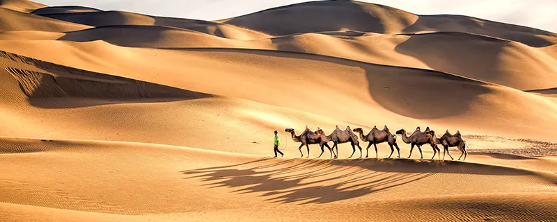 骆驼-5.jpg