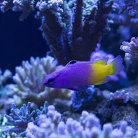珊瑚和珊瑚虫都是生物吗