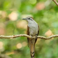 杜鹃鸟是几级保护动物
