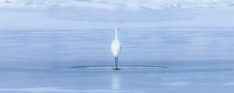 摄图网_500963178_wx_冰湖上孤独的白鹭（企业商用）.jpg