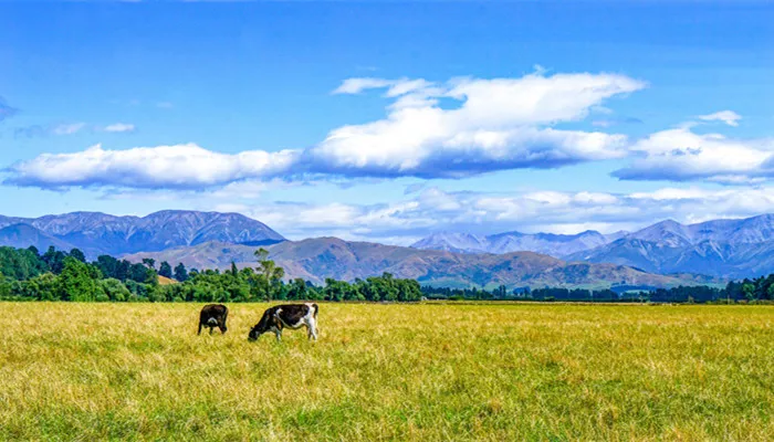摄图网_501622526_banner_新西兰高山下的牧场（企业商用）_副本.jpg