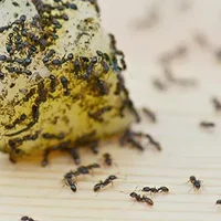 家里有会飞的蚂蚁是怎么回事