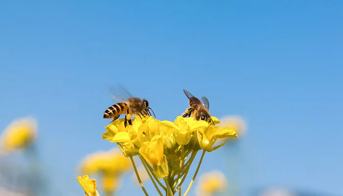 蜜蜂-11.jpg