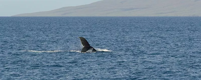 鲸鱼10.jpg