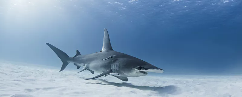 摄图网_501873547_大锤头鲨鱼水下风景（企业商用）.jpg