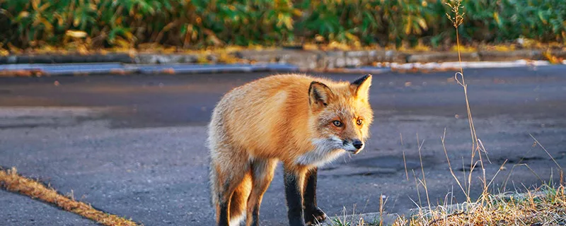 狐狸12.jpg