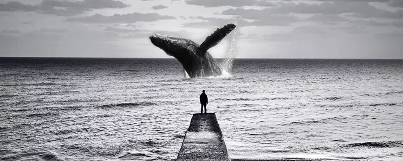 鲸鱼1.jpg