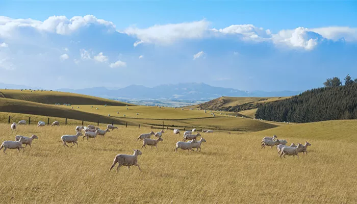 新西兰牧场 羊700.jpg