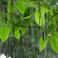 暴雨预警信号分为哪四级