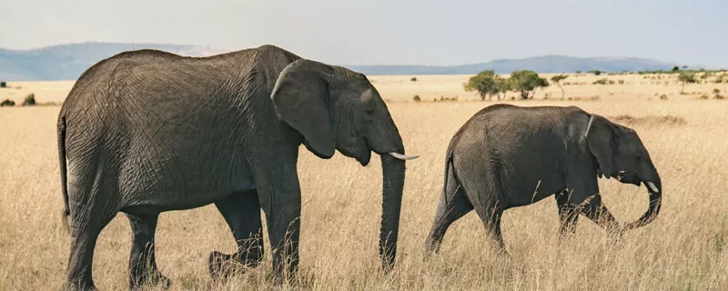 大象1.jpg
