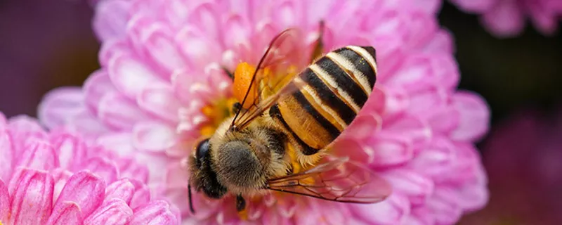 蜜蜂254.jpg