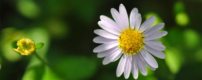  野菊花小雏菊1.jpg