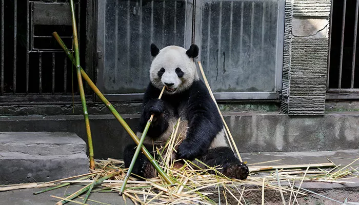 熊猫--18.jpg