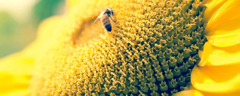 蜜蜂28.jpg