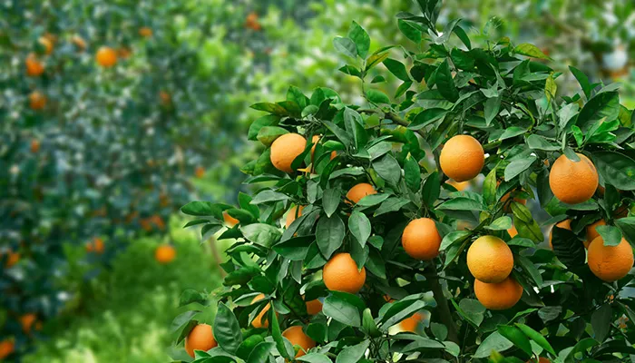 橘子树.jpg