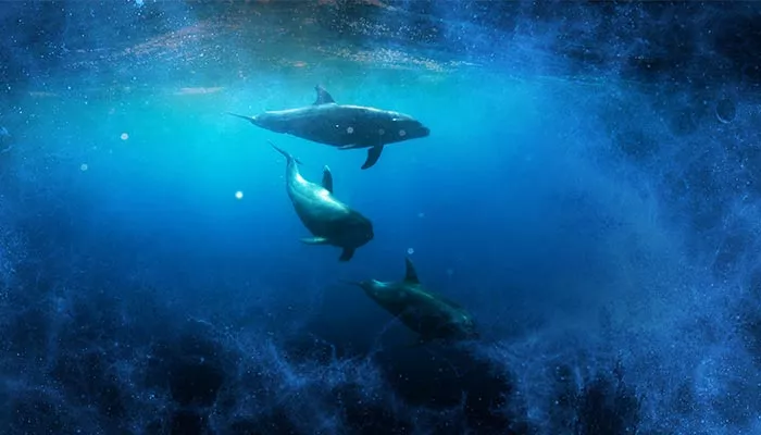 海豚--3.jpg