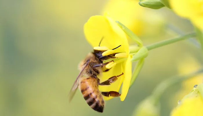 蜜蜂--5.jpg