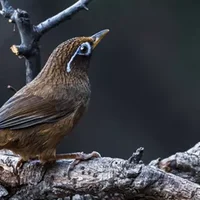 画眉鸟翻译