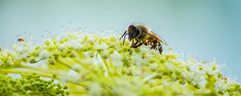 蜜蜂31.jpg