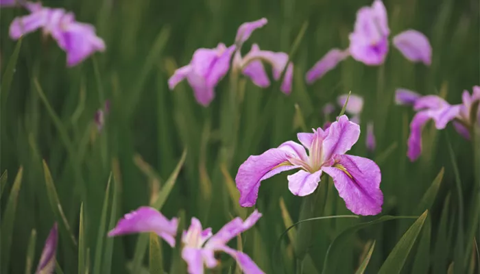 摄图网_501284749_banner_紫色鸢尾花（企业商用）_副本.jpg