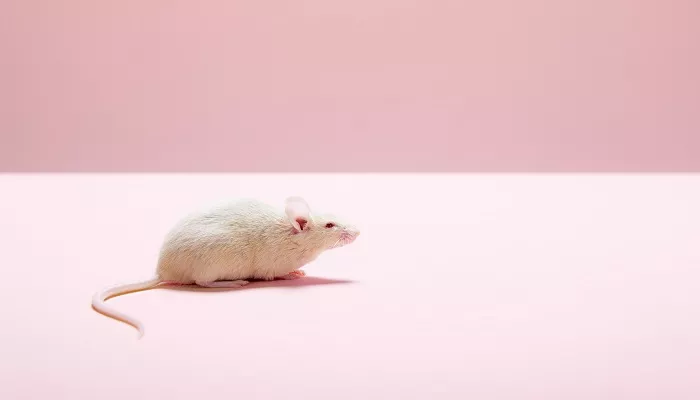 老鼠.jpg