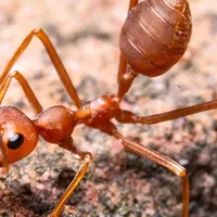下雨天会飞的蚂蚁叫什么