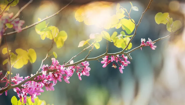 摄图网_300534485_banner_红芽树粉红色的花,春天的背景（企业商用）_副本.jpg