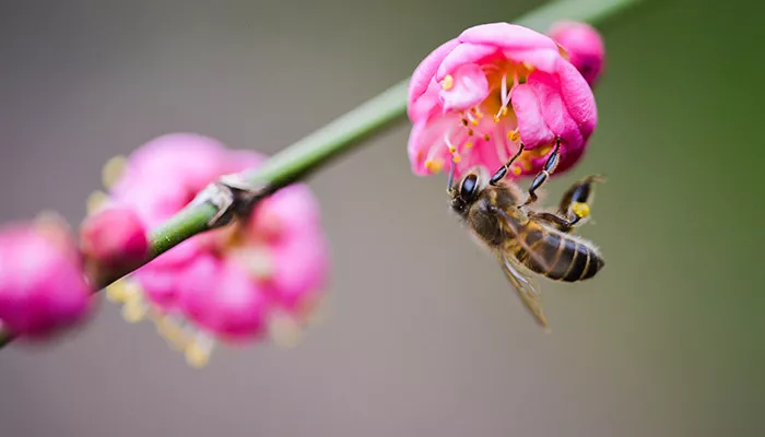 蜜蜂-9.jpg