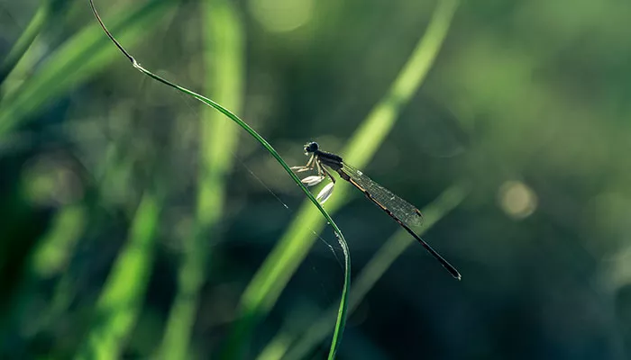 蜻蜓11.jpg