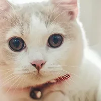 加菲猫的原型是什么猫种