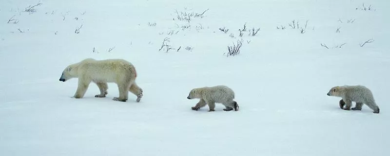 北极熊3.jpg