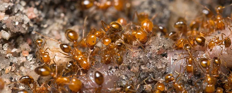 红蚂蚁4.jpg