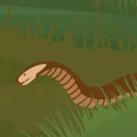 热带雨林有什么蛇类
