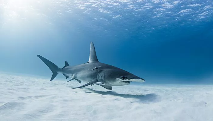 鲨鱼-13.jpg