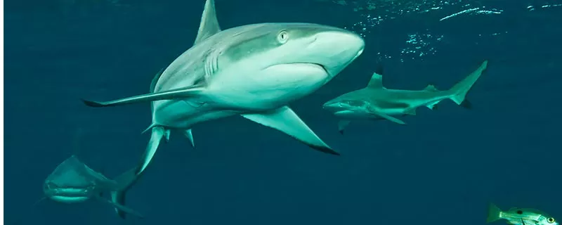 鲨鱼-2.jpg