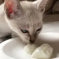 羊奶冻 猫咪零食